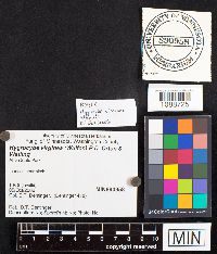 Hygrocybe virginea image