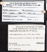 Hygrocybe turunda image