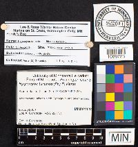 Hygrocybe turunda image