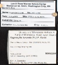 Hygrocybe turunda image