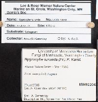 Hygrocybe turunda image