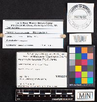 Hygrocybe turunda image