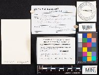 Hygrophorus chrysodon image