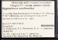 Hygrocybe cantharellus image