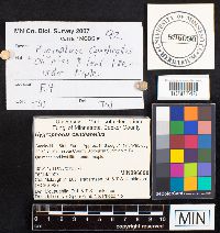 Hygrocybe cantharellus image