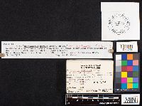 Hygrophorus berkeleyi image