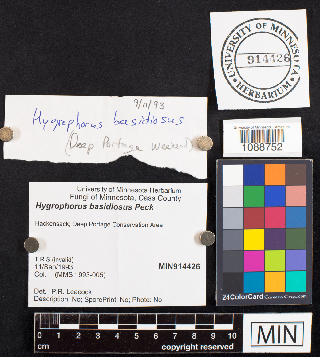 Hygrophorus basidiosus image