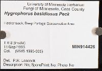 Hygrophorus basidiosus image