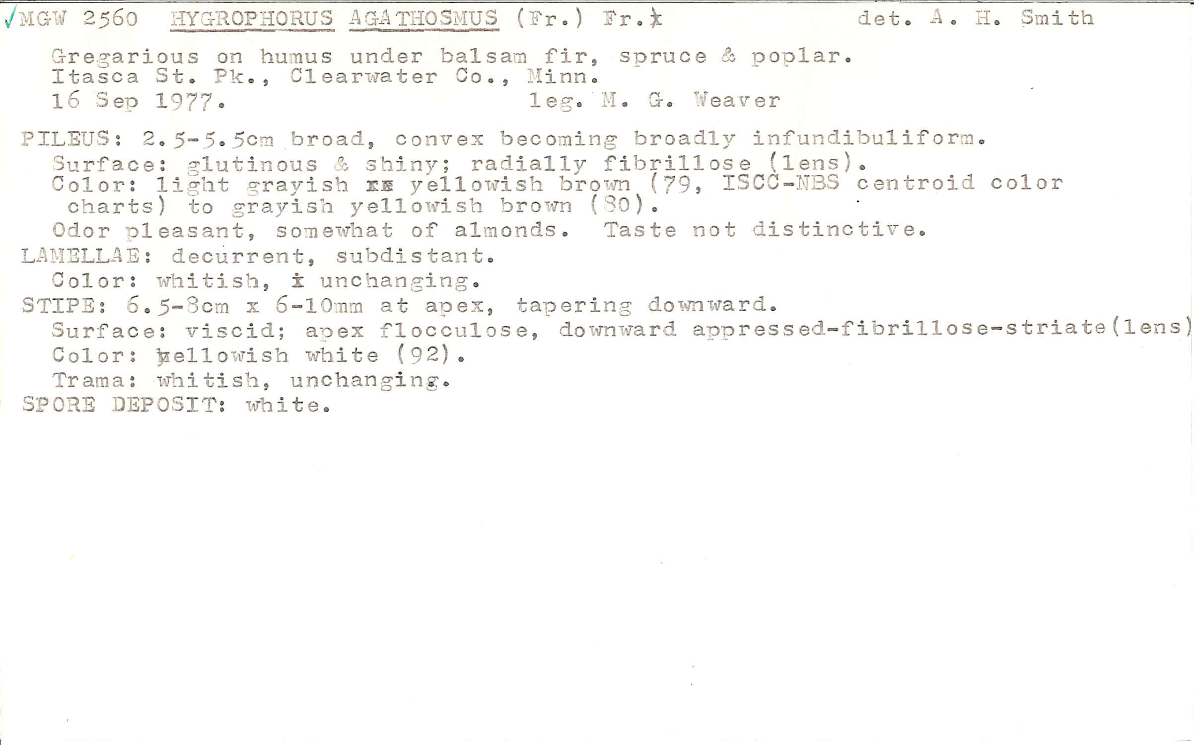 Hygrophorus agathosmus image