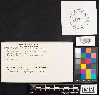 Hygrophorus agathosmus image