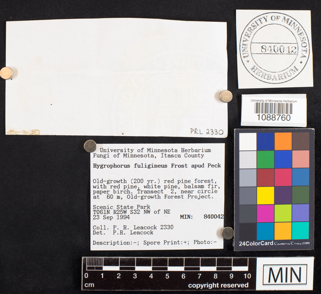 Hygrophorus fuligineus image