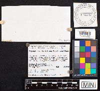 Media resource of Hygrophorus fuligineus