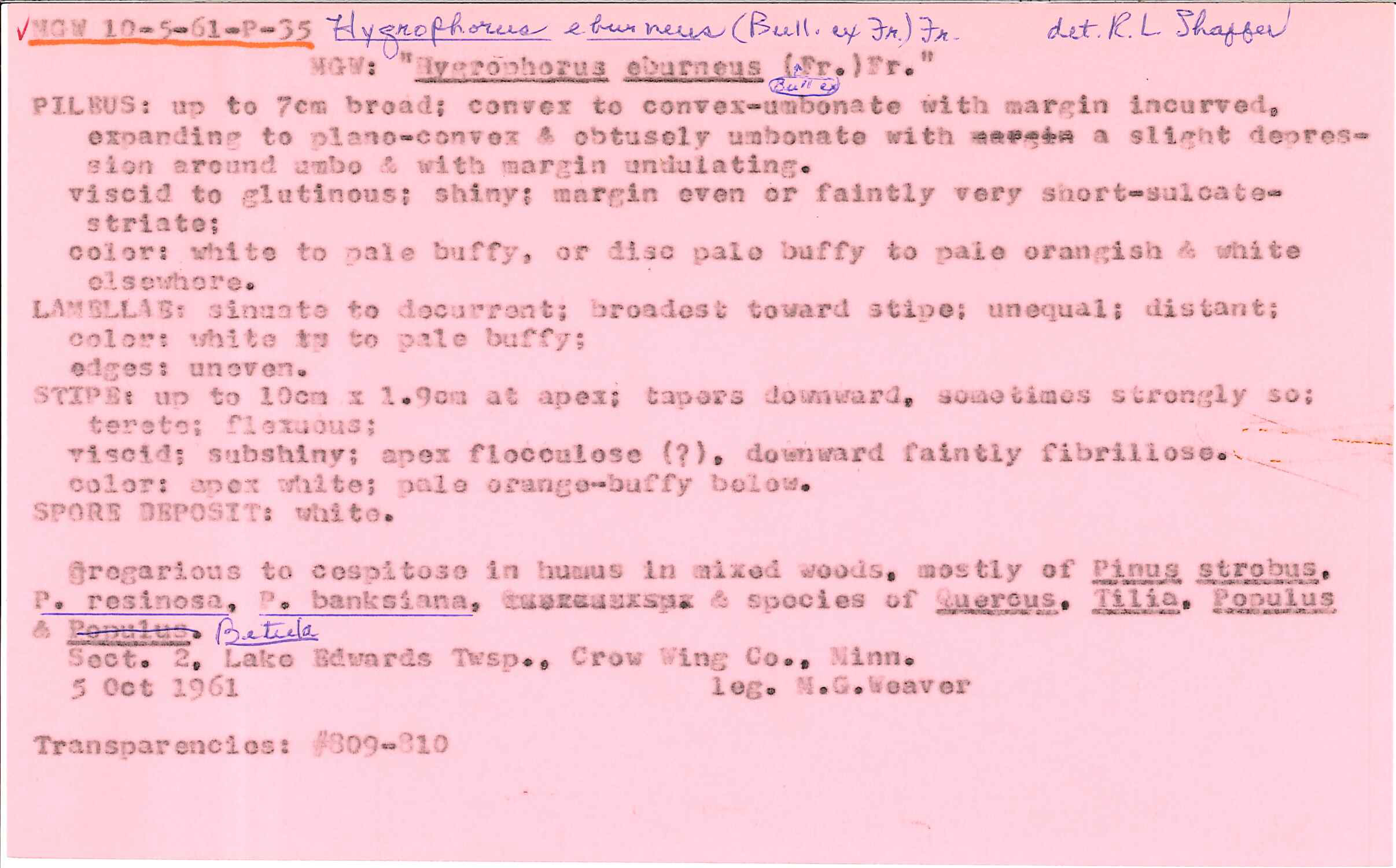 Hygrophorus eburneus image