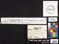 Hygrophorus eburneus image