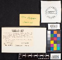 Hygrophorus eburneus image