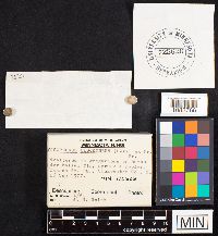 Hygrophorus discoxanthus image