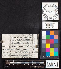 Media resource of Hygrocybe coccinea