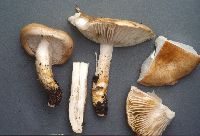 Image of Hygrophorus paludosoides