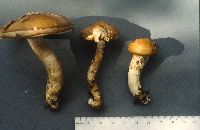Hygrophorus paludosoides image