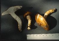 Hygrophorus paludosoides image