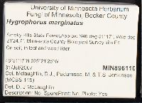 Humidicutis marginata image