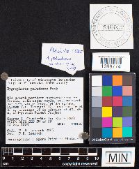 Media resource of Hygrophorus paludosus