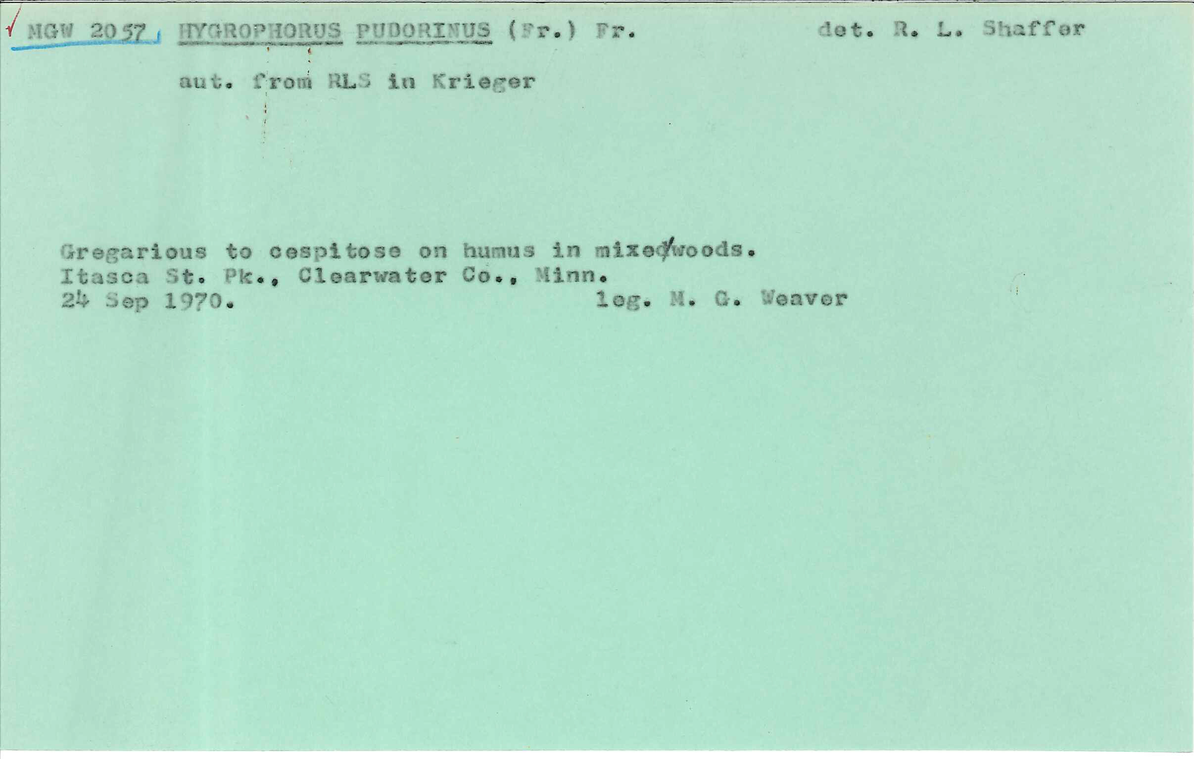 Hygrophorus pudorinus image