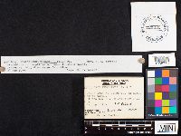 Hygrophorus pudorinus image