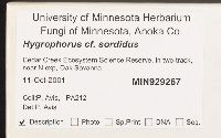 Hygrophorus sordidus image