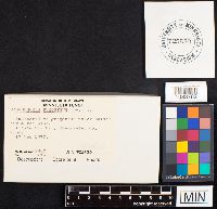 Hygrophorus pudorinus image