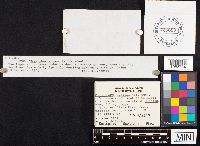 Hygrophorus russula image