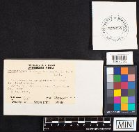 Hygrophorus russula image