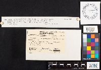 Hygrophorus russula image