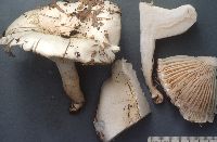 Image of Hygrophorus sordidus