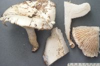 Hygrophorus sordidus image