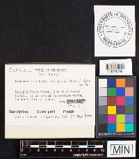 Pseudochaete tabacina image