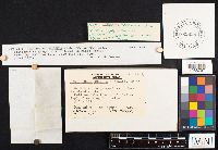 Hygrophorus russula image