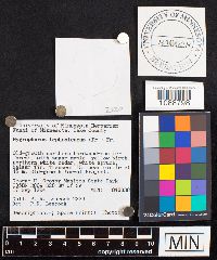 Hygrophorus pustulatus image