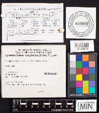 Hymenochaete rubiginosa image