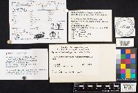 Hymenochaete rubiginosa image