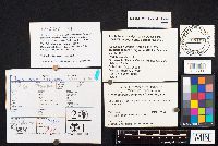 Hymenochaete rubiginosa image