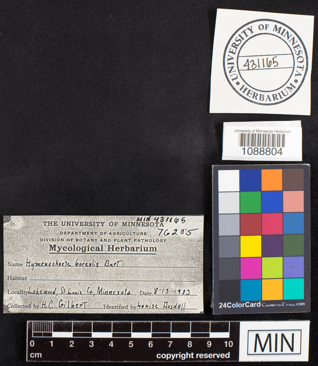Hymenochaete borealis image