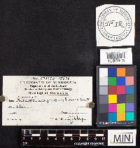 Hymenochaete rubiginosa image