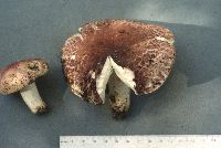 Image of Hygrophorus russula