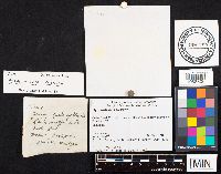 Hygrophorus russula image