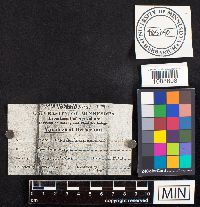 Pseudochaete tabacina image