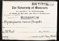 Pseudochaete tabacina image