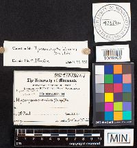 Pseudochaete tabacina image