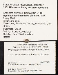 Pseudochaete tabacina image