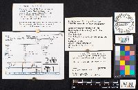 Pseudochaete tabacina image